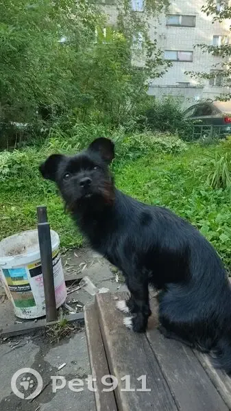 Пропала собака, ул. Катукова, Липецк - photo