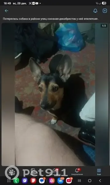 Пропала собака, Торфяная ул., Н. Тагил - photo