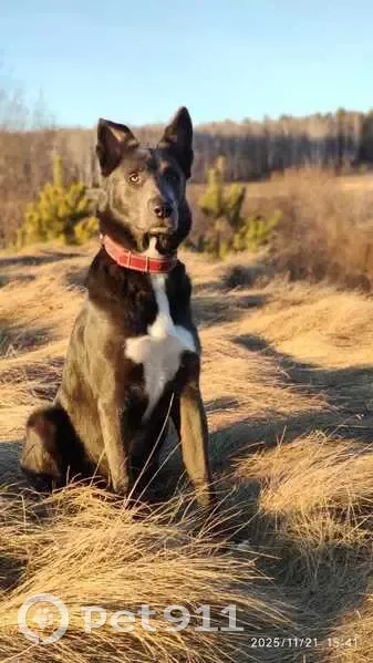 Пропала собака, Каменская ул., Каменск - photo