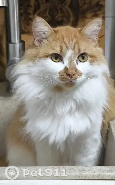 Пропала кошка, Ломоносова 13, Тулун - photo