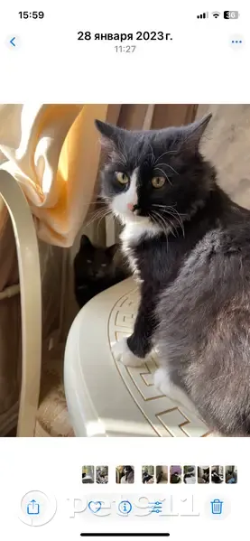 Пропала кошка на ул. Маркина, Тепличный - photo