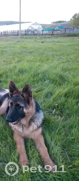 Пропала собака, Озёрная ул. 5, Туймазы - photo