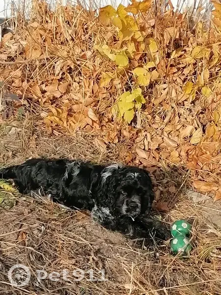 Пропала собака, Выборгская ул., Себрово - photo