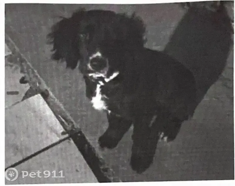 Пропала собака, ул. Ленина, Башмаковка - photo