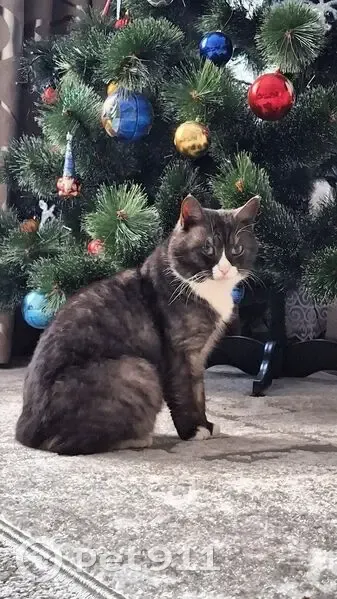 Пропала кошка, ул. Ломоносова 30, Кулебаки - photo