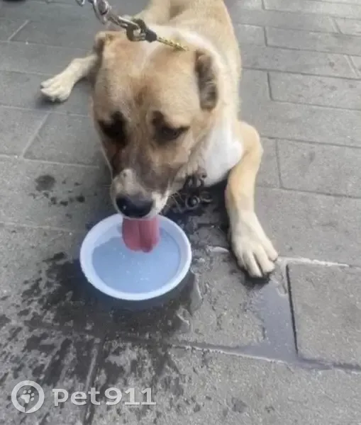 Пропала собака Арчи, Котельники, 46К-9630 - photo