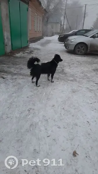 Пропала собака, Омск, ул. Молодогвардейская - photo