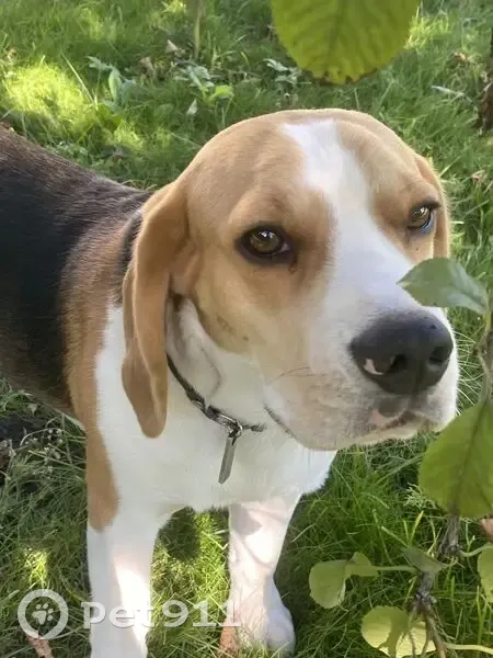 Пропала собака, Новосаратовская 165/9 - photo