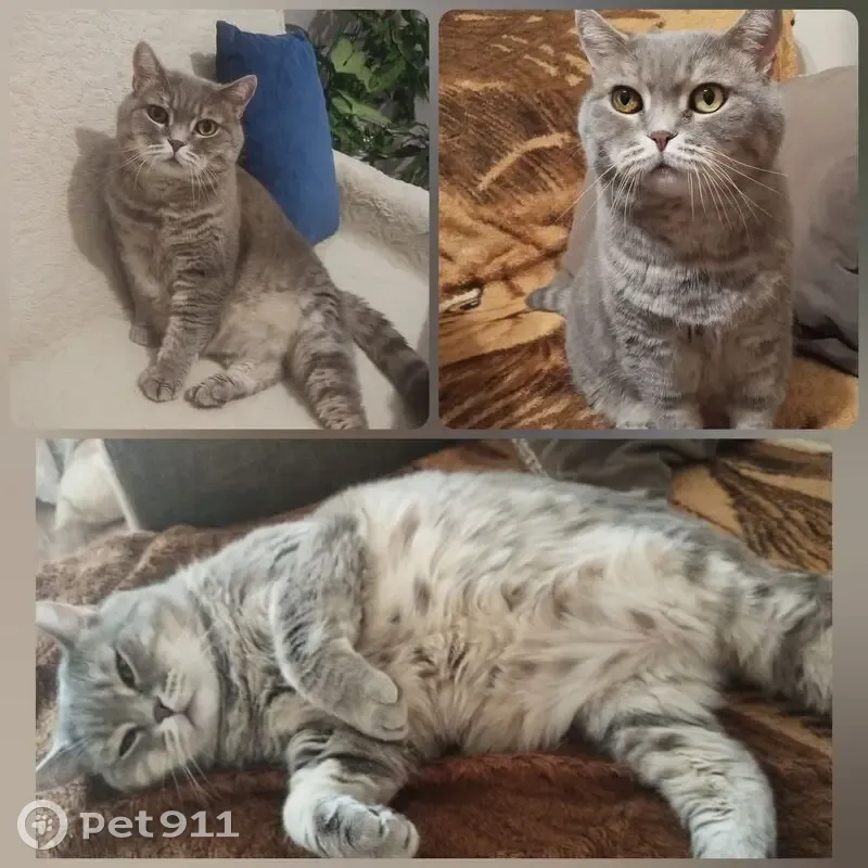 Пропала кошка, Титаровская ул., Краснодар - photo