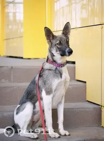 Пропала собака на ул. Кубяка, Хабаровск - photo