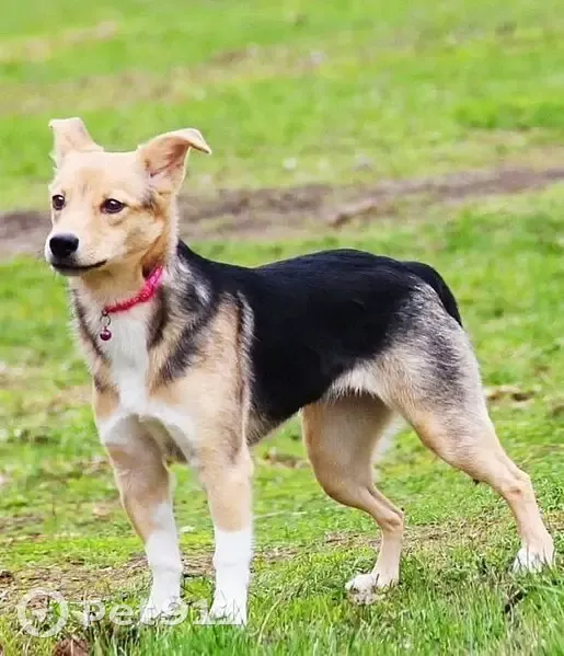 Пропала собака, Сланцы, ул. М. Горького, 7 - photo