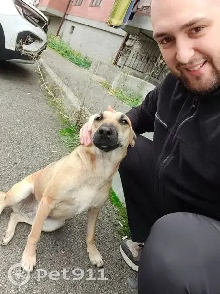 Пропала собака, Владикавказ, Осетия - photo