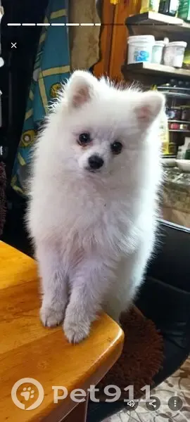 Пропала собака, Новокузнецк, Кемерово - photo