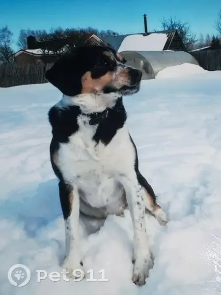 Пропала собака в Шуринцево, Ивановская обл. - photo