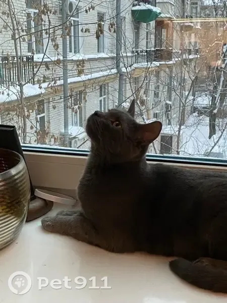 Пропала кошка Дуся на Савушкина, 3 - photo