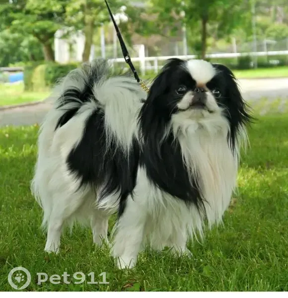 Пропала собака, ул. Пушкина, Абакан - photo