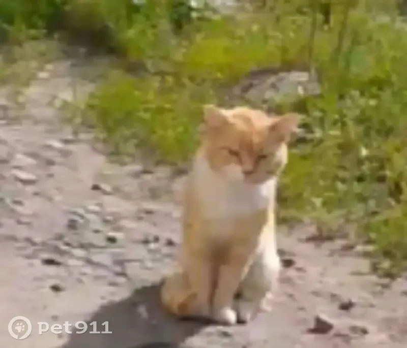 Пропала кошка на Комсомольской, 33, Кондопога - photo