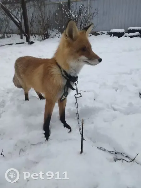 Пропала собака, Юбилейная ул., Балашиха - photo