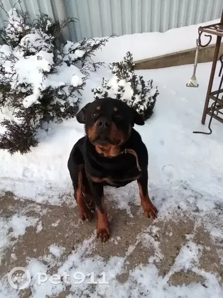 Пропал ротвейлер, Лесная ул. 6/1, Белоусово - photo