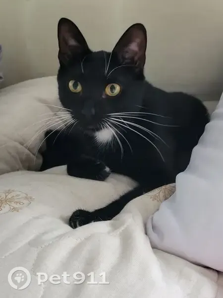 Пропала кошка, Иваново - photo