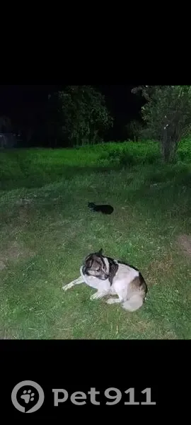 Пропала собака, Каргашино - photo