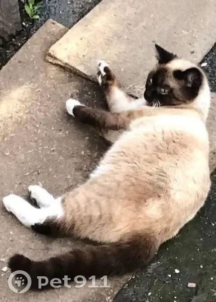 Пропал сиамский кот, Омск, Омская область - photo