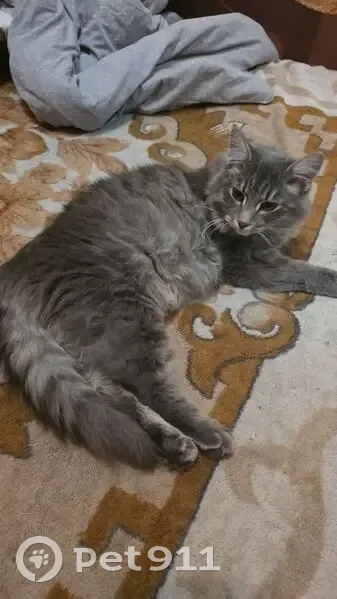 Пропала кошка, ул. Гоголя 32, Шушенское - photo