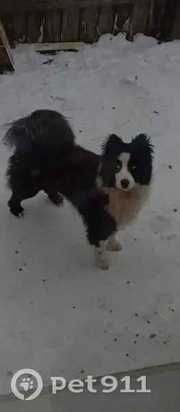 Пропала собака на Ярославской улице - photo