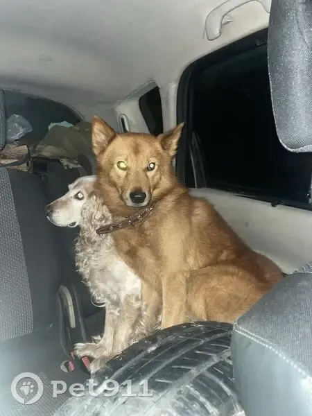 Пропала собака, Куликово, Ивановская обл. - photo