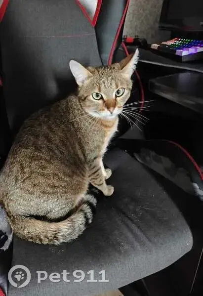 Пропала кошка, Краснослободская 4А - photo