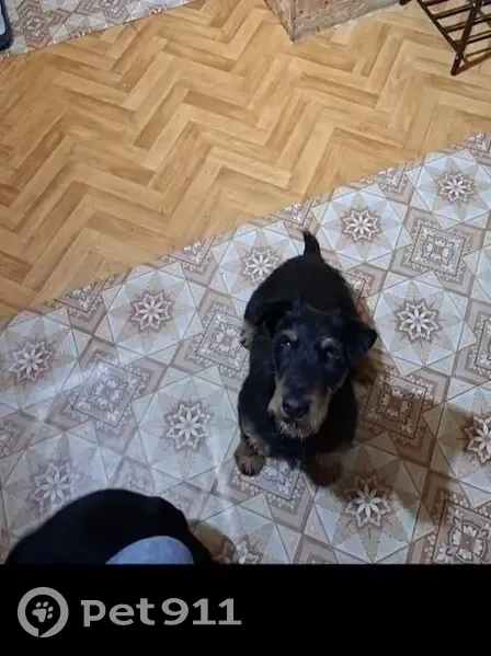 Пропала собака, ул. Терновского 183, Пенза - photo