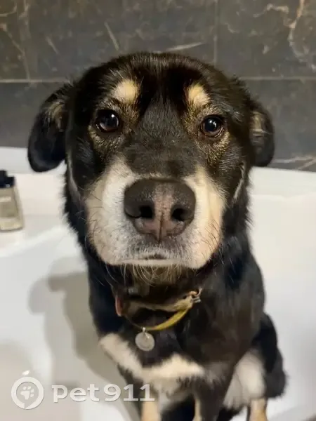 Пропала собака в районе Кузяево, 66 - photo