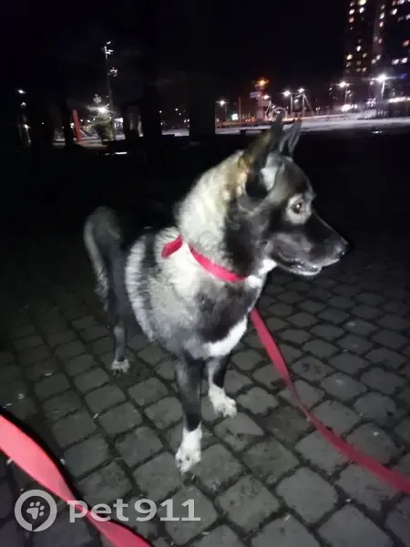 Пропала собака в Кировске, Ленобласть - photo