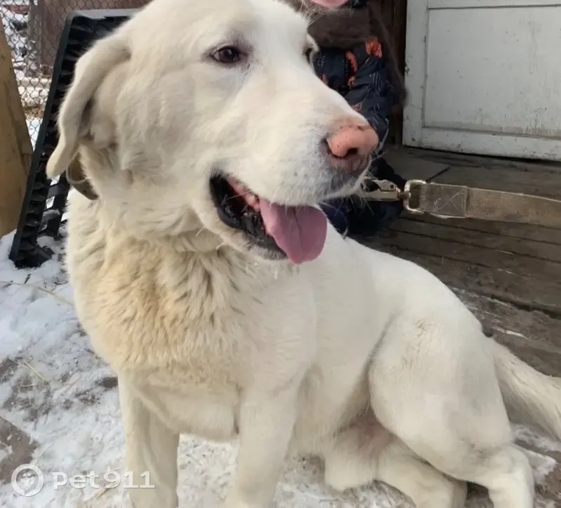 Пропала собака, Омск, пер. Володарского 8 - photo