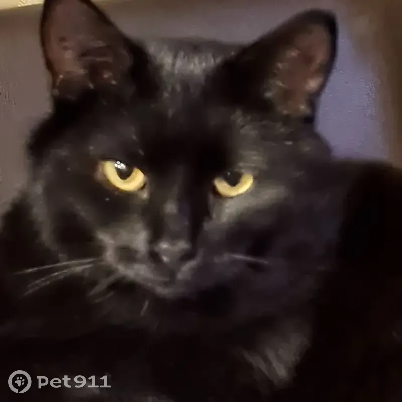 Пропала кошка, Сиверское шоссе 150, Вырица - photo