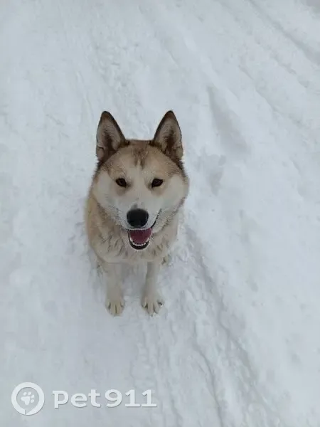 Пропала собака, Первомайская ул., 53 - photo