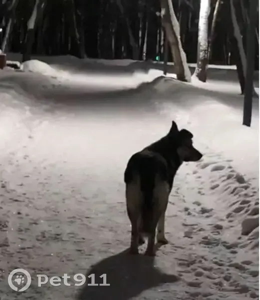 Собака найдена на проспекте Октября, Уфа - photo