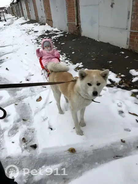 Пропала собака, Яблоновский, Адыгея - photo