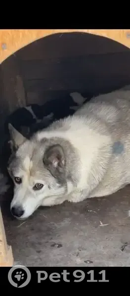 Пропала хаски, Капитанская ул., Челябинск - photo