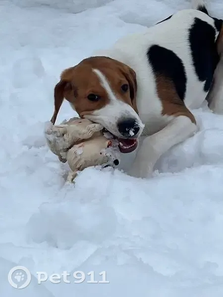 Пропала собака, ул. 22-го Съезда, 97, Брянск - photo