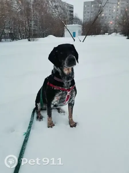 Пропала собака на станции Грязи Воронежские - photo