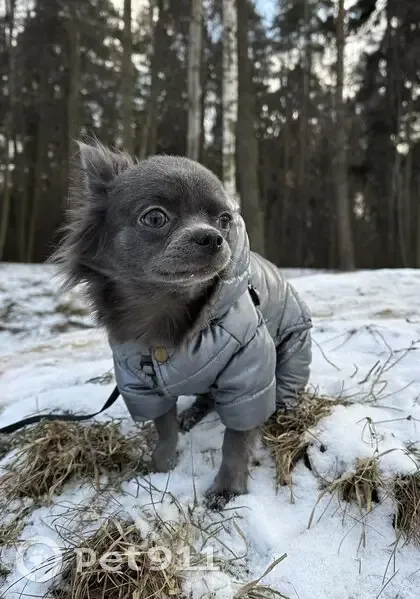 Пропала собака, Пионерская 9, Балашиха - photo