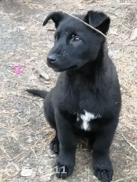 Пропала собака в Смолино, Челябинск - photo