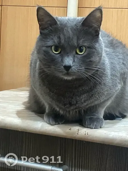 Пропал кот, ул. 40 лет Октября, 32 - photo