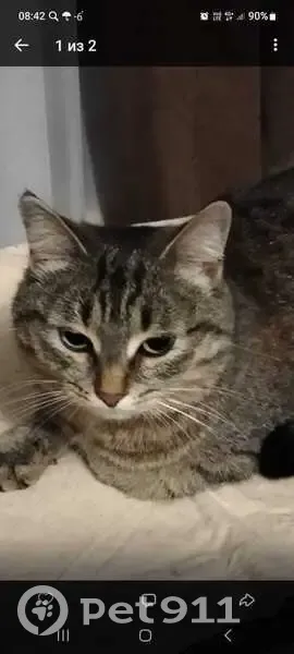 Пропала кошка, пр. Мира 52, Нижнекамск - photo