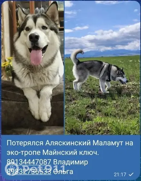 Пропала собака, Саяногорск, Майна ГЭС - photo