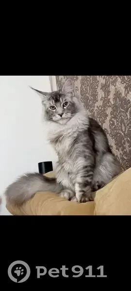 Пропал мейн-кун, переулок Гоголя, Вологда - photo