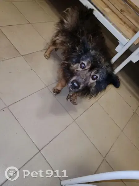 Найдена собака у Ж/Д Больницы, Оренбург - photo