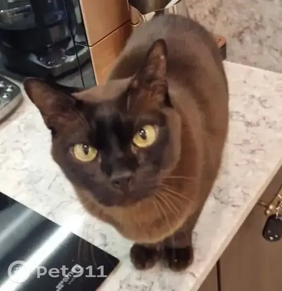 Пропала кошка в Рощино, Ленобласть - photo