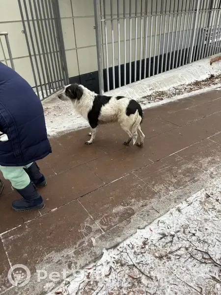 Пропала собака, Кустанайская ул. 7 к2 - photo